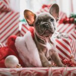 Before You Get A Puppy As A Christmas Gift Consider These 4 Vital Things