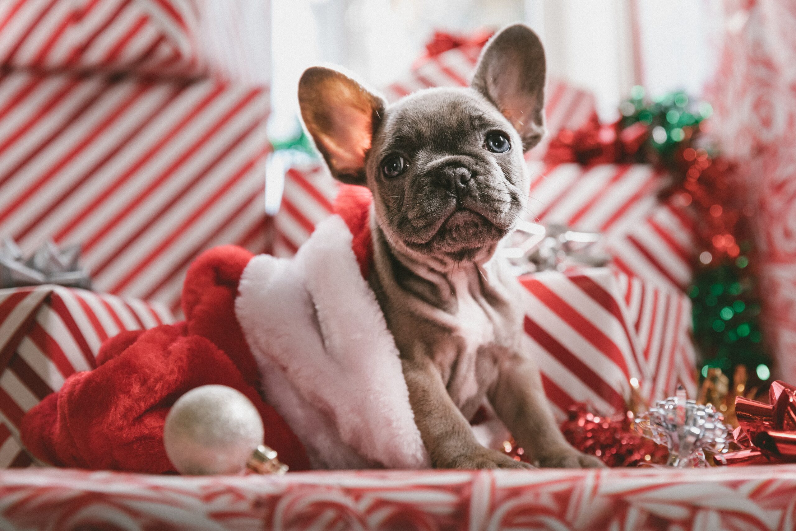 Before You Get A Puppy As A Christmas Gift Consider These 4 Vital Things