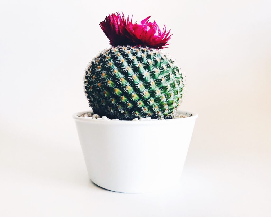 The Best Gifts For Plant Lovers