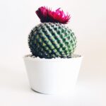 The Best Gifts For Plant Lovers
