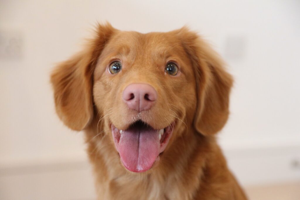 Gift Ideas for Someone Who Has Lost A Pet