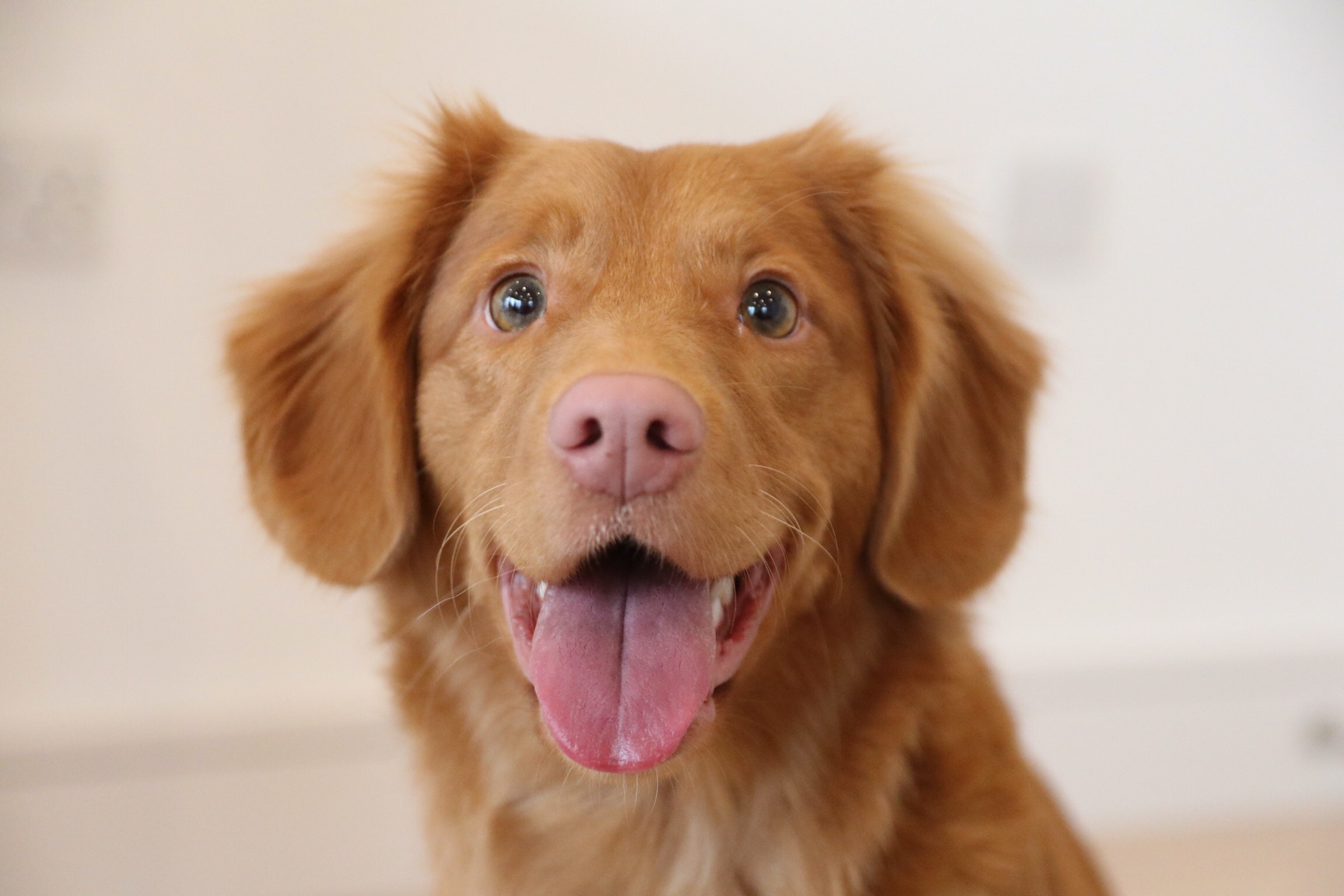 Gift Ideas for Someone Who Has Lost A Pet