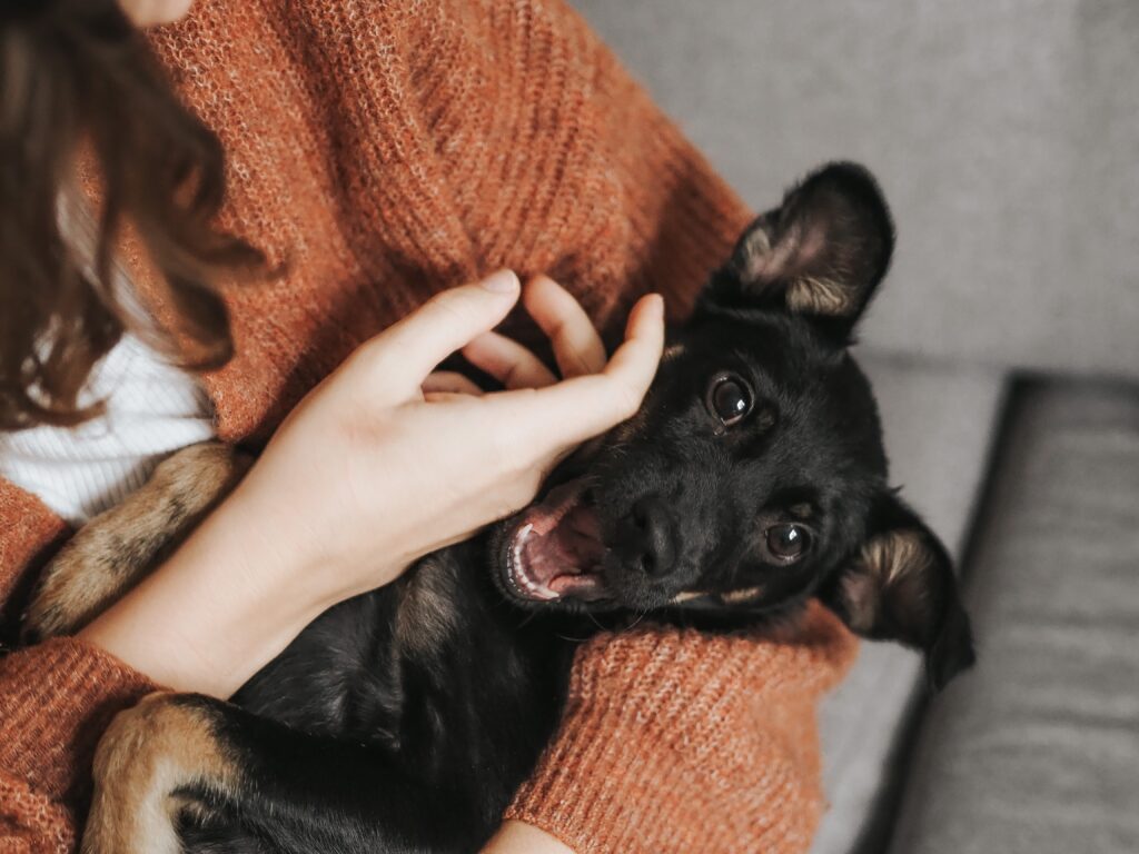 Is Getting a Pet as a Gift a Good Idea?