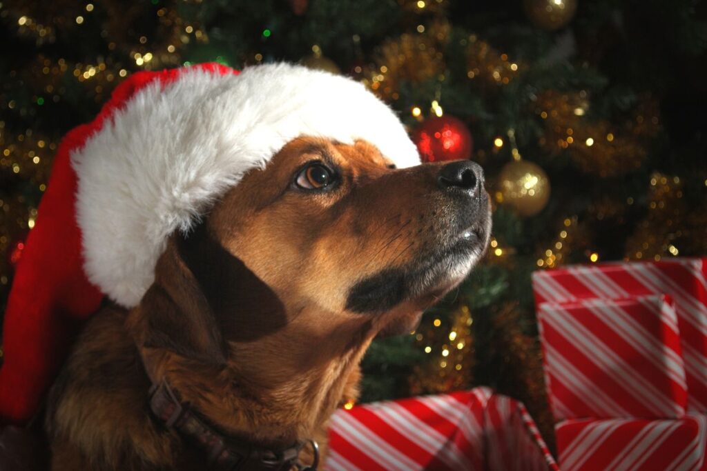 Gifting Your Dog To Make Them Safer