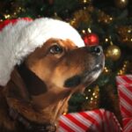 Gifting Your Dog To Make Them Safer